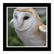 Barn owl 1 (framed hand-signed print)