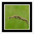 Grass seeds (framed hand-signed print)