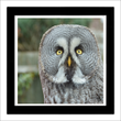 Great grey owl  (framed hand-signed print)