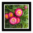 Paper daisy pink (framed hand-signed print)