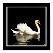 Swan 4 (framed hand-signed print)