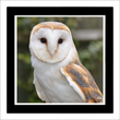 Barn owl 2 (framed hand-signed print)