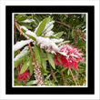 Bottlebrush (framed hand-signed print)