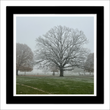 Bushy Park 2 (framed hand-signed print)