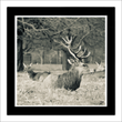 Bushy Park deer (framed hand-signed print)