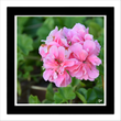 Geranium (framed hand-signed print)