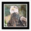 Golden Eagle 1 (framed hand-signed print)