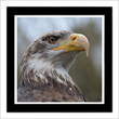 Golden eagle 2 (framed hand-signed print)