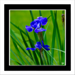 Iris (framed hand-signed print)