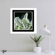 Lambs tongue (framed hand-signed print)