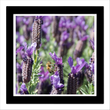 French Lavender (framed hand-signed print)