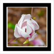 Magnolia (framed hand-signed print)