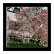 Magnolias in bloom (framed hand-signed print)