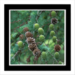 Pinecones (framed hand-signed print)