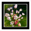 Rose Garlic (framed hand-signed print)