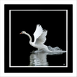 Swan 1 (framed hand-signed print)