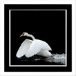 Swan 5 (framed hand-signed print)