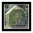 Overgrown house (digital image)