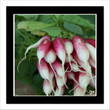 Radish (digital image)
